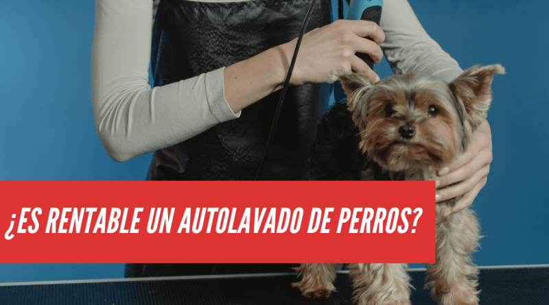 es rentable un autolavado de perros